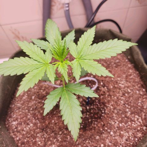 Neve growlog timeline photo