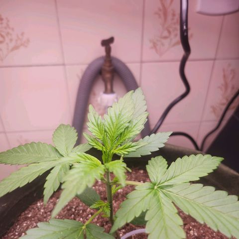 Neve growlog timeline photo