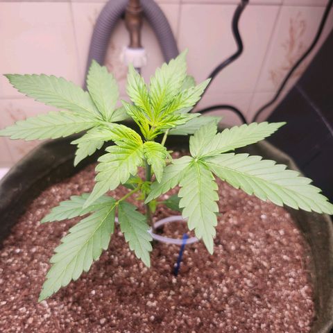 Neve growlog timeline photo