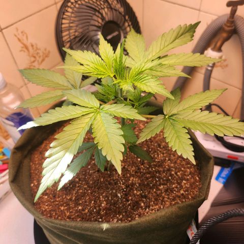 Neve growlog timeline photo