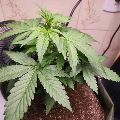 Neve growlog timeline photo