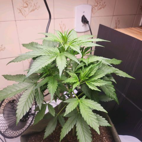 Neve growlog timeline photo