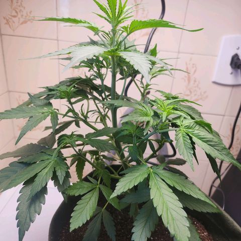 Neve growlog timeline photo
