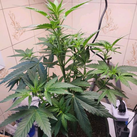 Neve growlog timeline photo