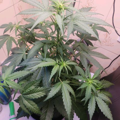 Neve growlog timeline photo
