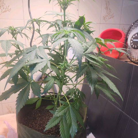 Neve growlog timeline photo