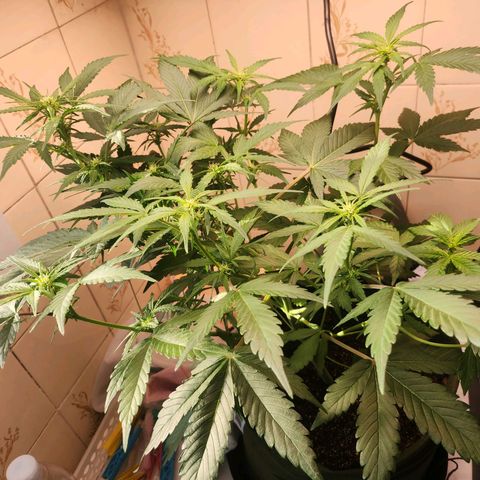 Neve growlog timeline photo
