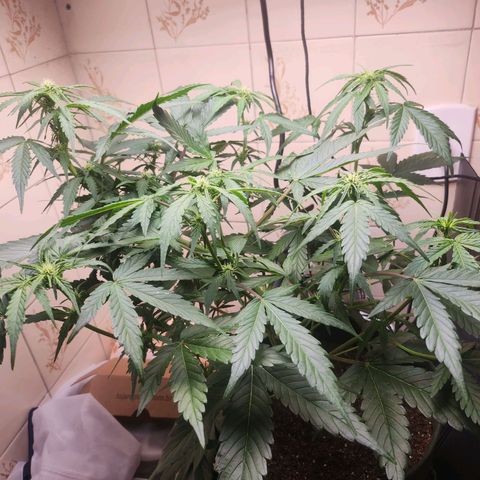 Neve growlog timeline photo