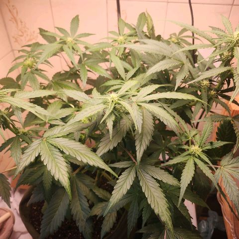 Neve growlog timeline photo