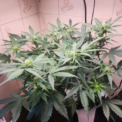 Neve growlog timeline photo