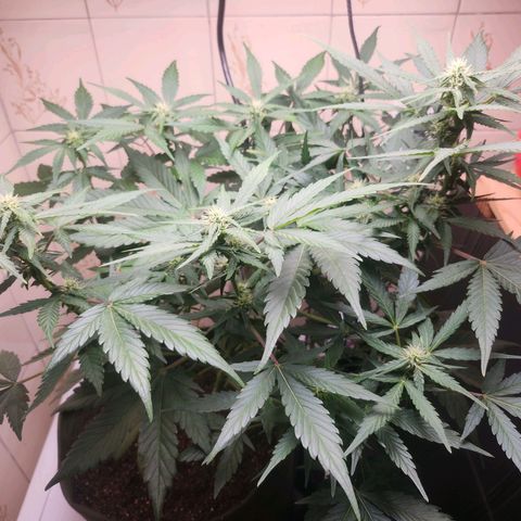 Neve growlog timeline photo