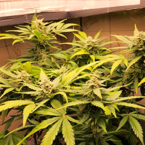Neve growlog timeline photo