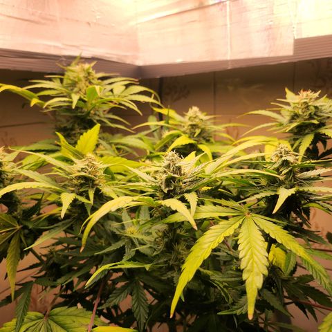 Neve growlog timeline photo