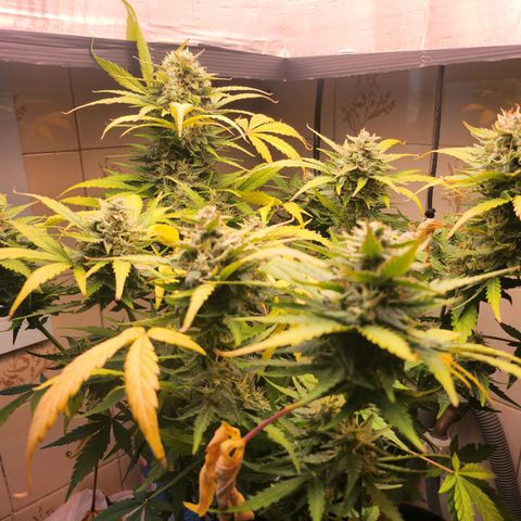 Neve growlog timeline photo