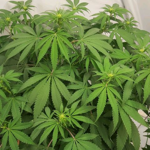 Bruder Banner,zkittels,dosi dos #1 growlog timeline photo