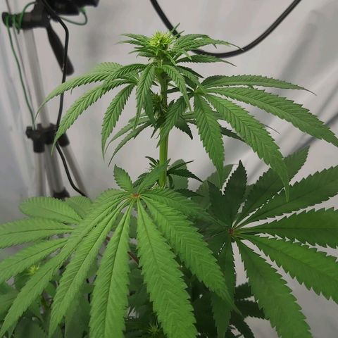 Bruder Banner,zkittels,dosi dos #1 growlog timeline photo