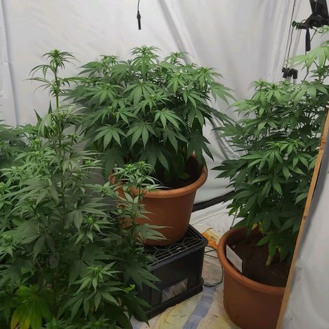 Bruder Banner,zkittels,dosi dos #1 growlog timeline photo