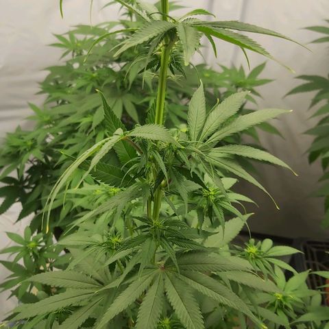 Bruder Banner,zkittels,dosi dos #1 growlog timeline photo