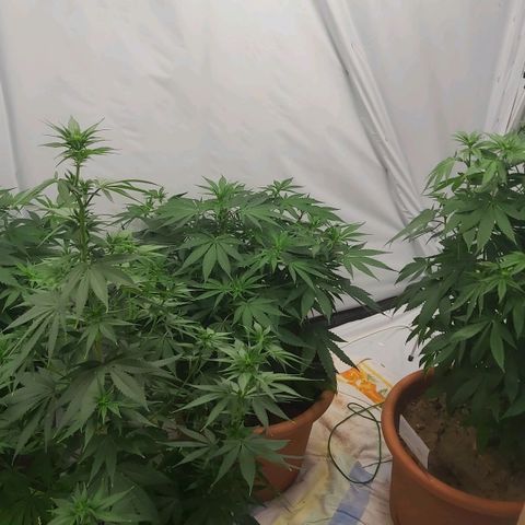 Bruder Banner,zkittels,dosi dos #1 growlog timeline photo