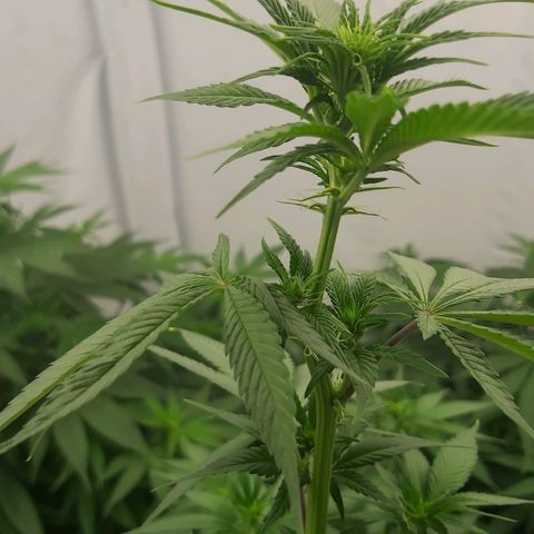 Bruder Banner,zkittels,dosi dos #1 growlog timeline photo
