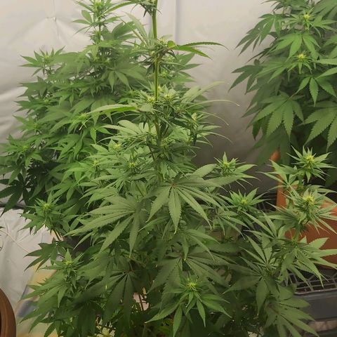 Bruder Banner,zkittels,dosi dos #1 growlog timeline photo