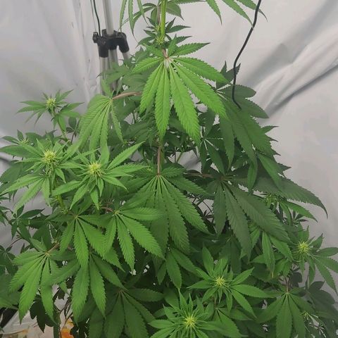 Bruder Banner,zkittels,dosi dos #1 growlog timeline photo
