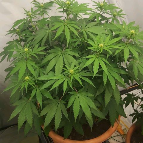 Bruder Banner,zkittels,dosi dos #1 growlog timeline photo