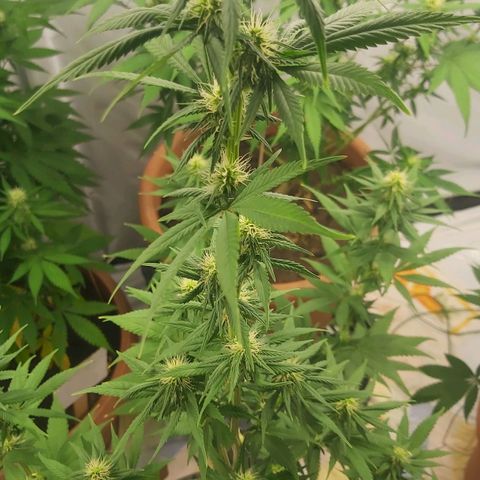 Bruder Banner,zkittels,dosi dos #1 growlog timeline photo
