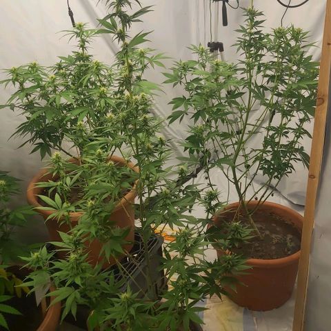 Bruder Banner,zkittels,dosi dos #1 growlog timeline photo