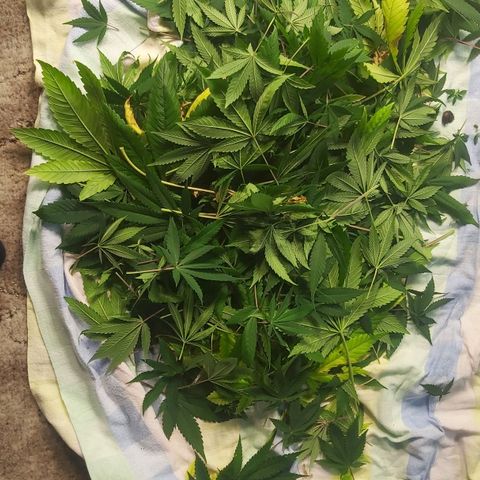 Bruder Banner,zkittels,dosi dos #1 growlog timeline photo