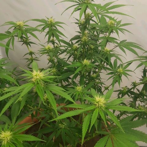 Bruder Banner,zkittels,dosi dos #1 growlog timeline photo
