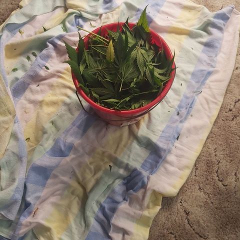 Bruder Banner,zkittels,dosi dos #1 growlog timeline photo