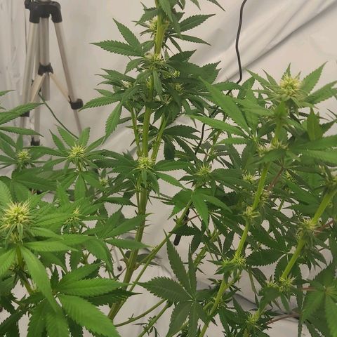 Bruder Banner,zkittels,dosi dos #1 growlog timeline photo