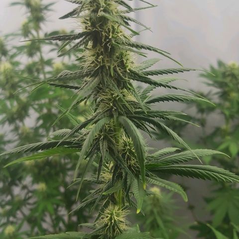Bruder Banner,zkittels,dosi dos #1 growlog timeline photo