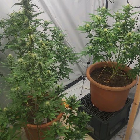 Bruder Banner,zkittels,dosi dos #1 growlog timeline photo