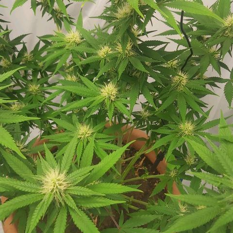Bruder Banner,zkittels,dosi dos #1 growlog timeline photo
