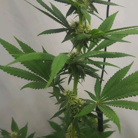 Bruder Banner,zkittels,dosi dos #1 growlog timeline photo