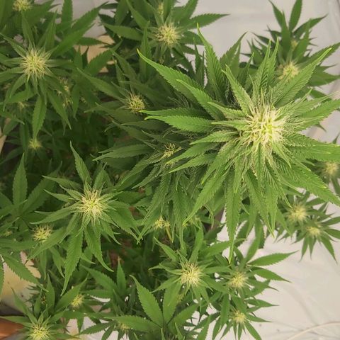 Bruder Banner,zkittels,dosi dos #1 growlog timeline photo