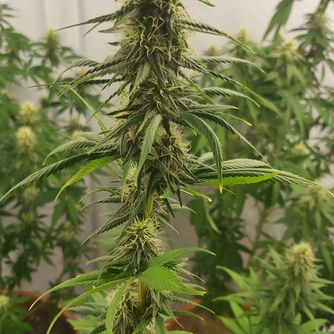 Bruder Banner,zkittels,dosi dos #1 growlog timeline photo