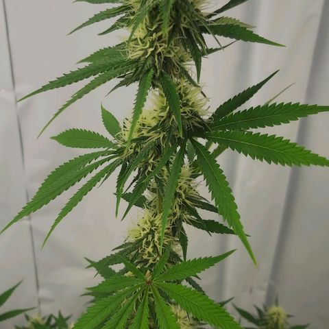 Bruder Banner,zkittels,dosi dos #1 growlog timeline photo