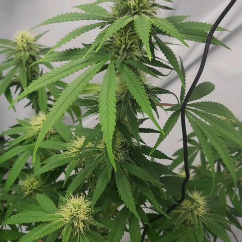 Bruder Banner,zkittels,dosi dos #1 growlog timeline photo