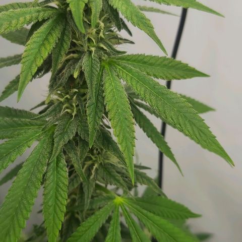Bruder Banner,zkittels,dosi dos #1 growlog timeline photo