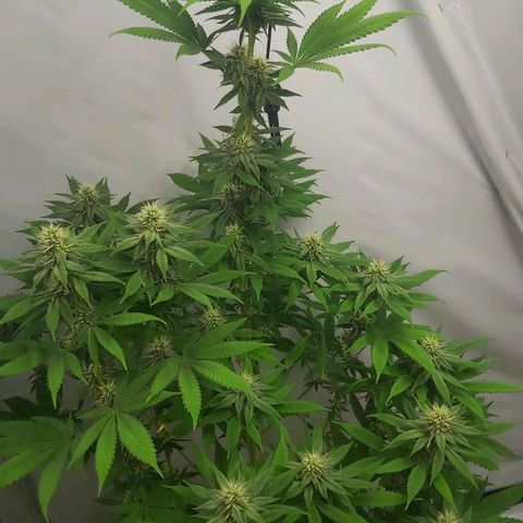 Bruder Banner,zkittels,dosi dos #1 growlog timeline photo