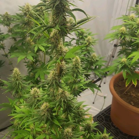 Bruder Banner,zkittels,dosi dos #1 growlog timeline photo