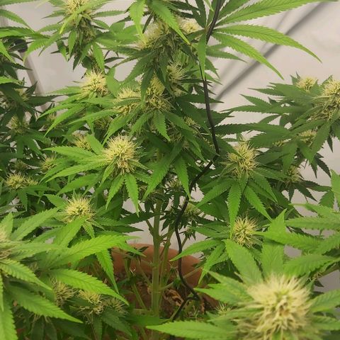 Bruder Banner,zkittels,dosi dos #1 growlog timeline photo
