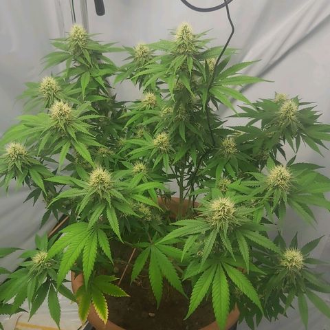 Bruder Banner,zkittels,dosi dos #1 growlog timeline photo