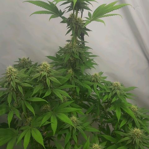 Bruder Banner,zkittels,dosi dos #1 growlog timeline photo