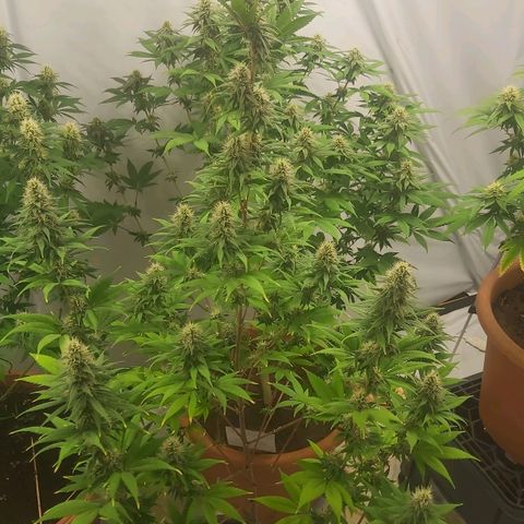 Bruder Banner,zkittels,dosi dos #1 growlog timeline photo