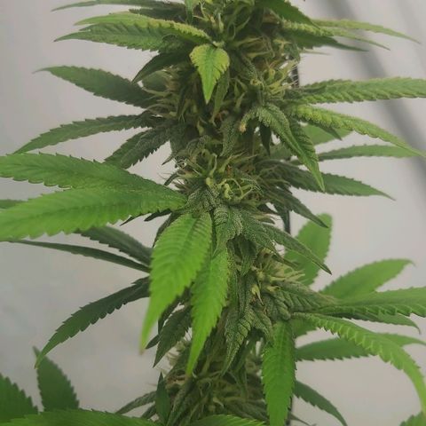 Bruder Banner,zkittels,dosi dos #1 growlog timeline photo