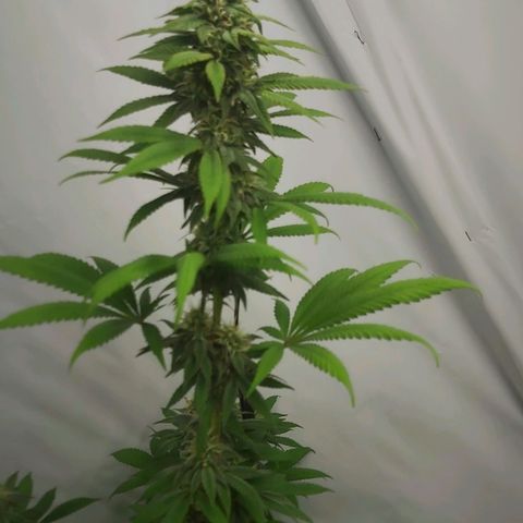 Bruder Banner,zkittels,dosi dos #1 growlog timeline photo